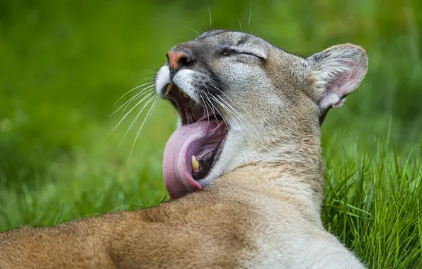 Язык, кошка, пума, умывание, горный лев, кугуар, ©Tambako The Jaguar