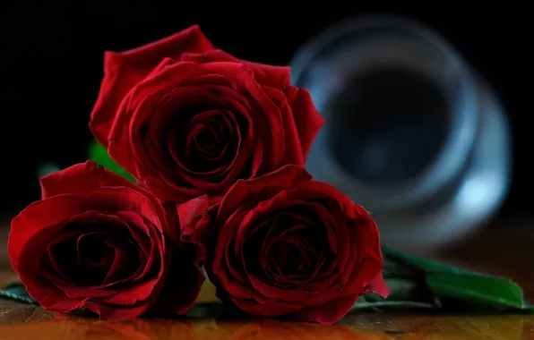 Розы, бутоны, красные розы