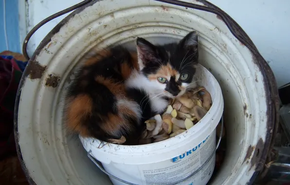 Ведро, котёнок, кошечка, Meduzanol ©, шкорки
