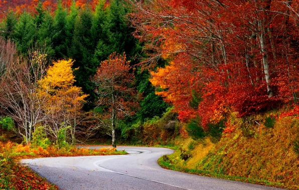 Дорога, осень, лес, листья, деревья, природа, colors, colorful