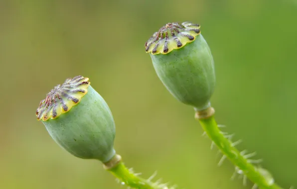 Green, plant, poppy seed cake