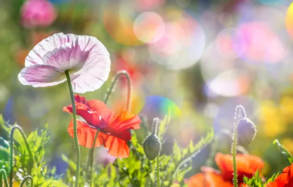 Картинка лето, солнце, блики, маки, poppies