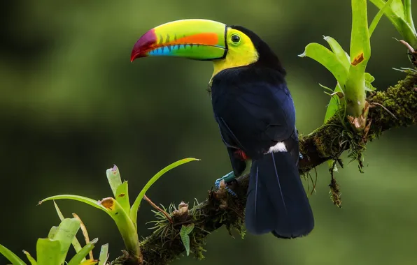 Птица, ветка, джунгли, Радужный тукан, Коста Рика