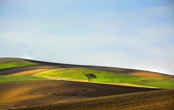 Картинка небо, дерево, холмы, поля, Италия, Базиликата