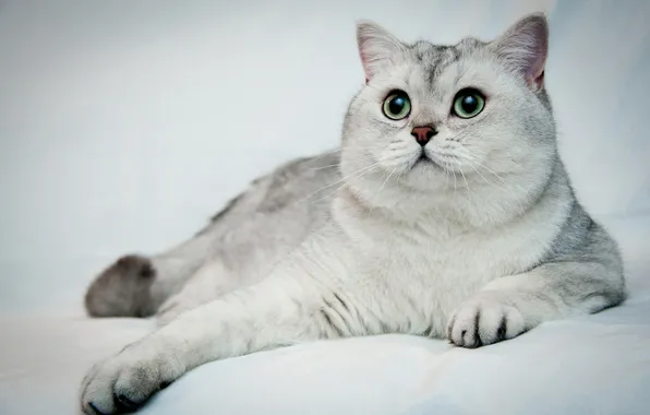 Кошка, белый, кот, взгляд, поза, лежит, мордашка, светлый фон