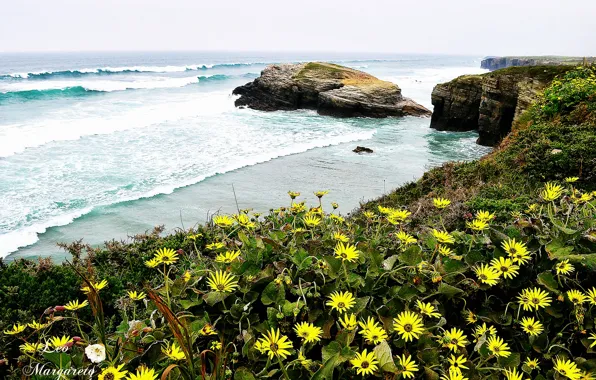 Картинка море, волны, цветы, берег, Leo Margareto
