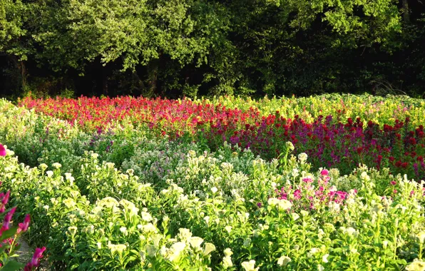 Картинка поле, деревья, цветы, Лето, summer, trees, flowers, fields