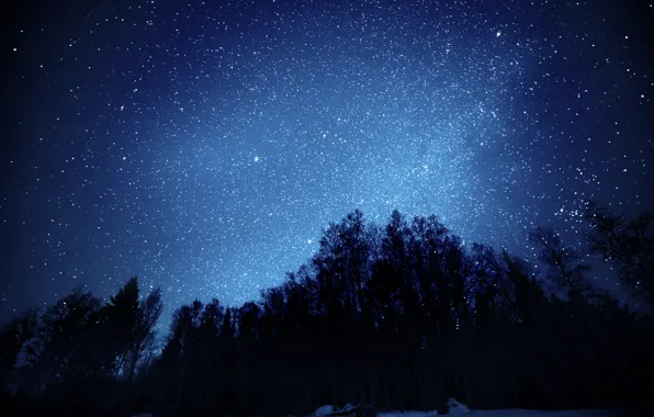 Картинка лес, небо, звезды, деревья, ночь