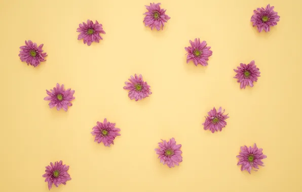 Цветы, petals, decoration, Purple daisies