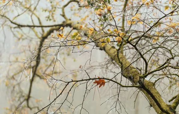 Картинка осень, листья, дерево, паутина