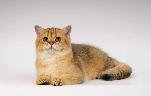 Картинка кошка, взгляд, глазки, ушки