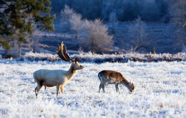 Картинка зима, природа, олени