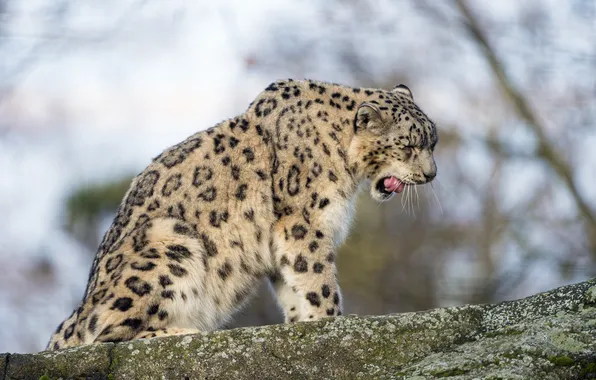 Кошка, камень, ирбис, снежный барс, зевает, ©Tambako The Jaguar