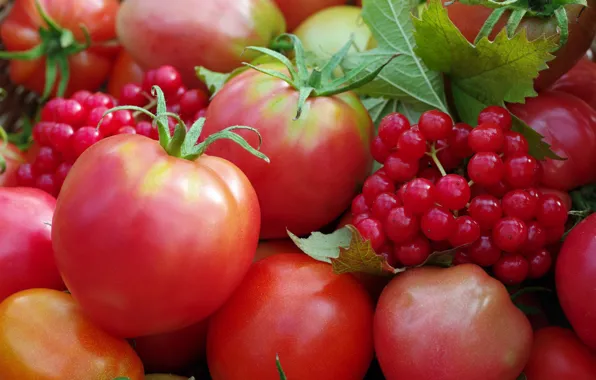 Картинка осень, ягоды, урожай, овощи, помидоры, огород, множество, дача