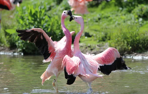 Птицы, танец, фламинго