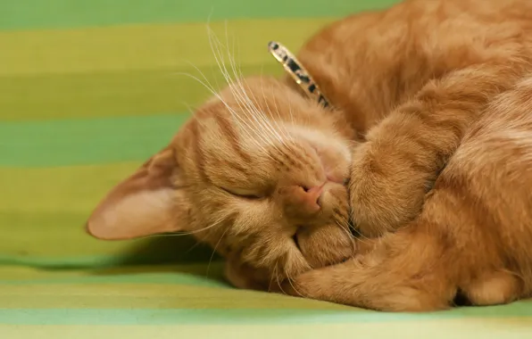 Картинка кот, котенок, рыжий, спит, клубочек