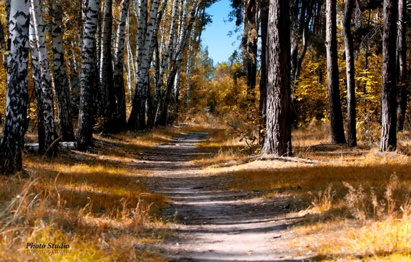 Картинка осень, лес, тропинка