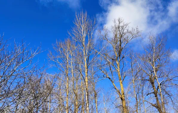 Light, sky, trees, nature, spring, bluesky