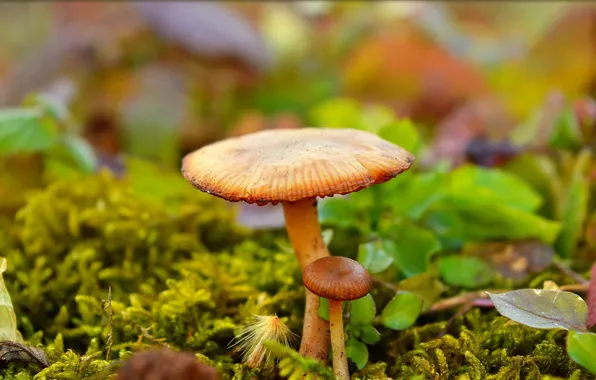 Картинка Грибы, Nature, Mushrooms