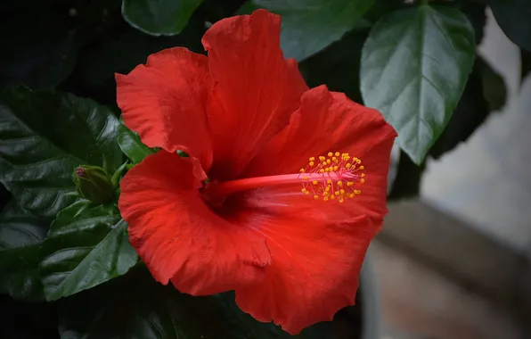 Гибискус, Hibiscus, Красный цветок, Red flower
