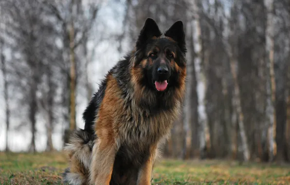 Картинка Собака, пес, немецкая овчарка