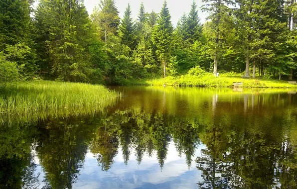 Картинка лес, небо, деревья, отражение, река