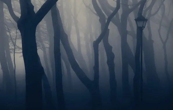Картинка деревья, туман, парк, фонарь