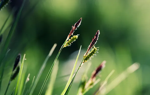 Зелень, трава, serenity