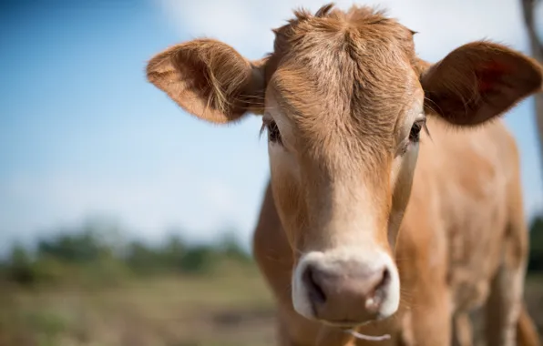 Картинка look, cow, cattle