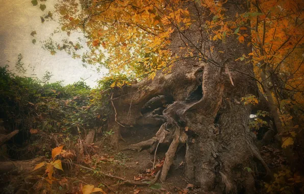 Осень, природа, корни, дерево