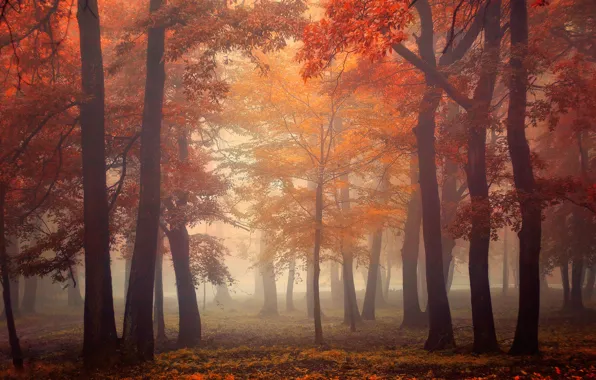 Картинка осень, лес, листья, свет, деревья, туман, light, forest
