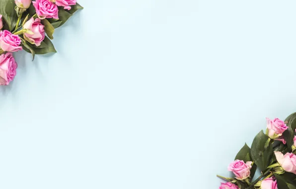 Картинка листья, цветы, фон, голубой, розы, розовые, бутоны, blue