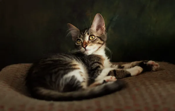 Кошка, взгляд, поза, темный фон, котенок, мордочка, лежит, пятнистый