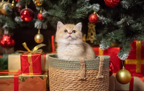 Язык, кошка, кот, взгляд, шарики, поза, котенок, комната