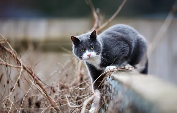 Картинка кошка, кот, взгляд, морда, поза, серый, фон, забор