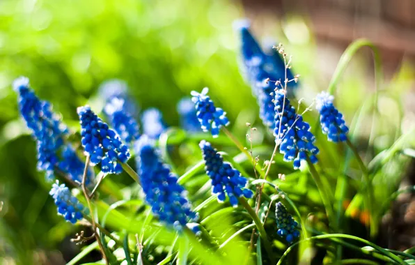 Картинка лето, свет, цветы, природа, Lupine Ladies