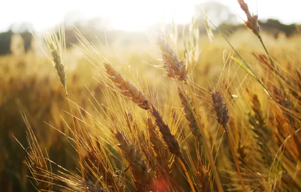Картинка пшеница, поле, трава, колоски, колосья, макро природа