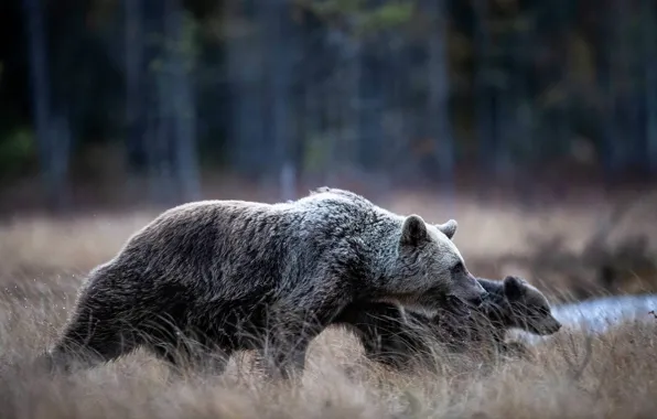 Лес, природа, медведь, профиль, медвежонок, прогулка, медведица