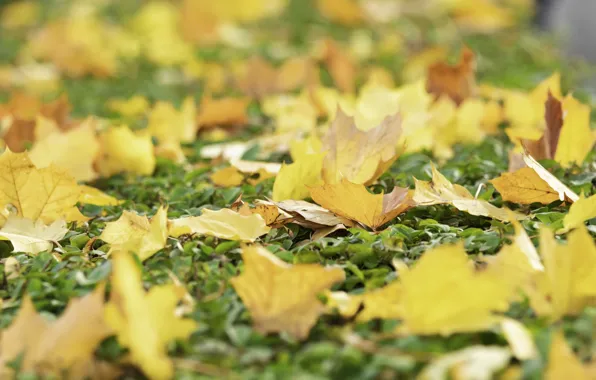 Осень, листья, фон, желтые, colorful, клен, yellow, background