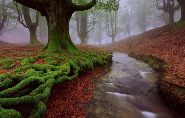Осень, деревья, природа, ручей, Spain, Basque country