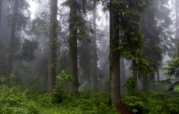 Лес, деревья, природа, туман