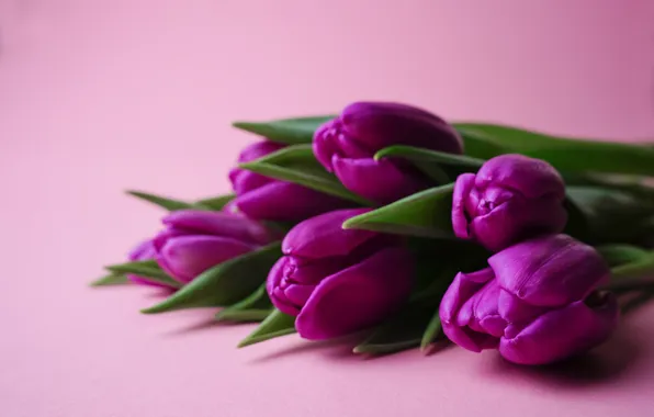 Картинка цветы, букет, тюльпаны, flowers, tulips, spring, purple, bouquet