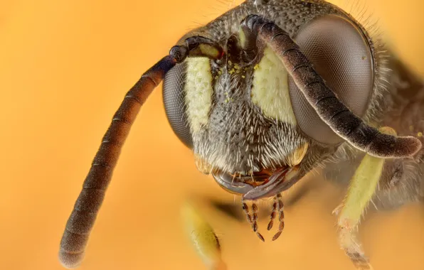 Макро, фон, Wasp