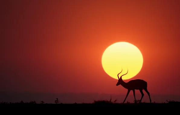 Картинка Солнце, саванна, sun, savannah, антилопа, antelope, Renee Doyle