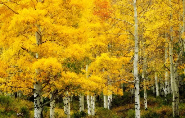 Осень, природа, золотая, берёзовая роща