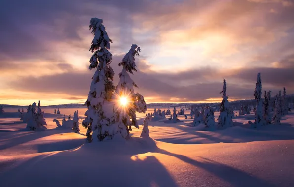 Зима, солнце, лучи, снег, деревья, пейзаж, природа, утро