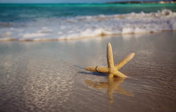 Картинка песок, волны, пляж, природа, Море, морская звезда