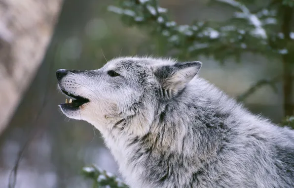 Картинка nature, predator, animal, wolf, wildlife, portrait, portrait., Canis lupus. face