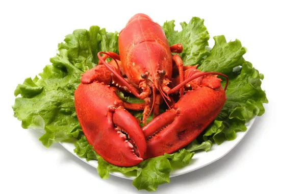 Листья, омар, клешни, салат, seafood, морепродукт