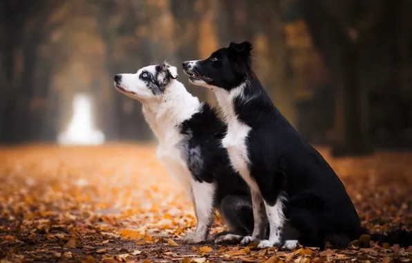 Картинка осень, собаки, друзья